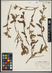 Foto von Salix pseudomonticola C. R. Ball